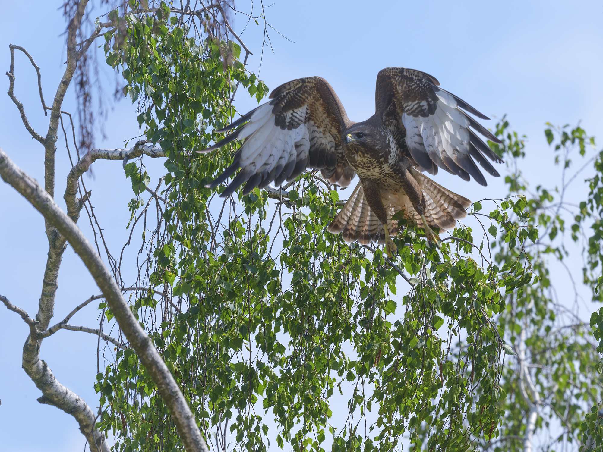 Mäusebussard auf dem ...